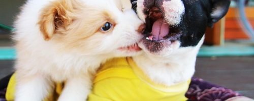 bonjour-bongu-1451406_640