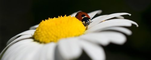 ladybug-5208889_640